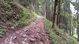 The trail includes segments like this one through the forest