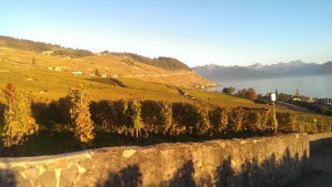 vinyards along Lake Geneva
