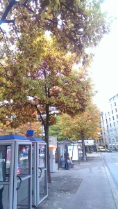Tree and phone booth