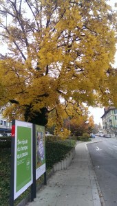 Tree and billboard