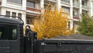 Tree behind a truck