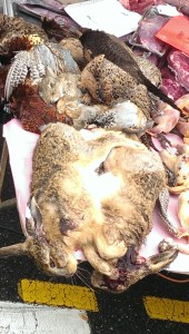 Here are some dead bunny rabbits