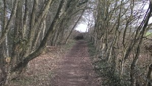 typical trail segment
