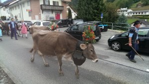 Cow with floral hat