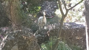 Wild goat near Portofino
