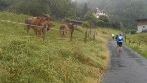Cows along course