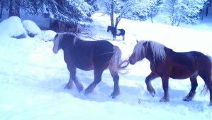 Horses in Chamonix